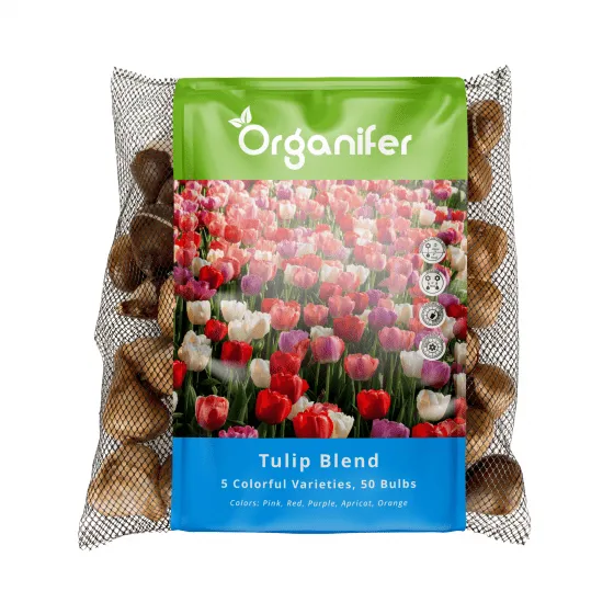 Organifer - 50 Tulpenzwiebeln - 5 farbenfrohe Sorten (XXL-Zwiebelgröße 12 cm/+)
