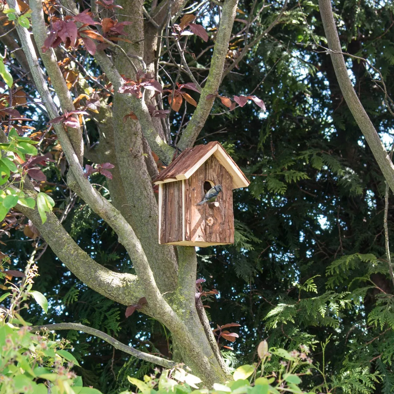Vogelhaus Natur