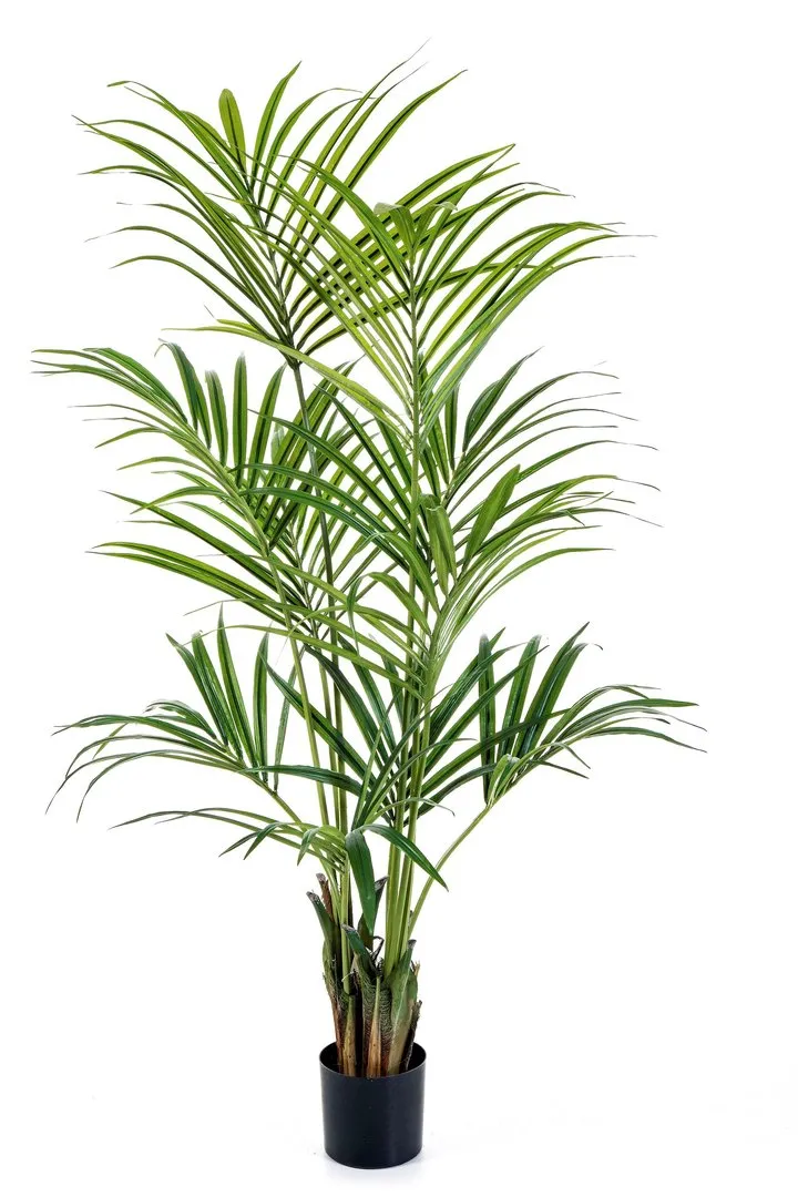 Flora World 6' NATURAL KENTIA PALM