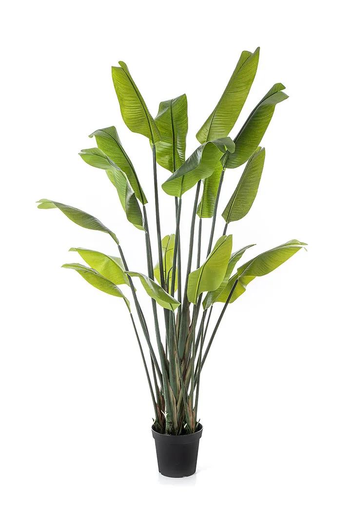 Flora World 7' STRELITZIA TRAVELLER PALM