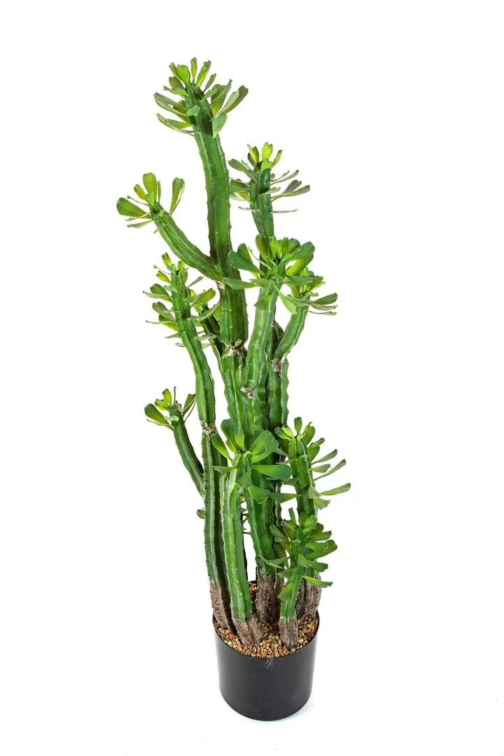 Flora World EUPHORBIA ROYLENA CACTUS 118 CM