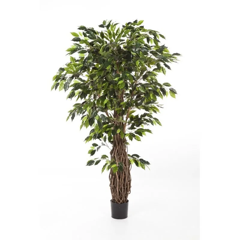 Flora World 10' FICUS LIANA DE LUXE