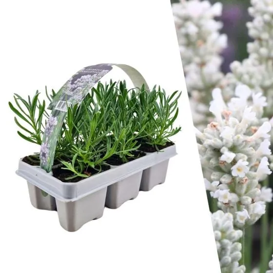 6 pack Lavendel angustifolia white - 6 x Ø7 cm - ↕15 cm