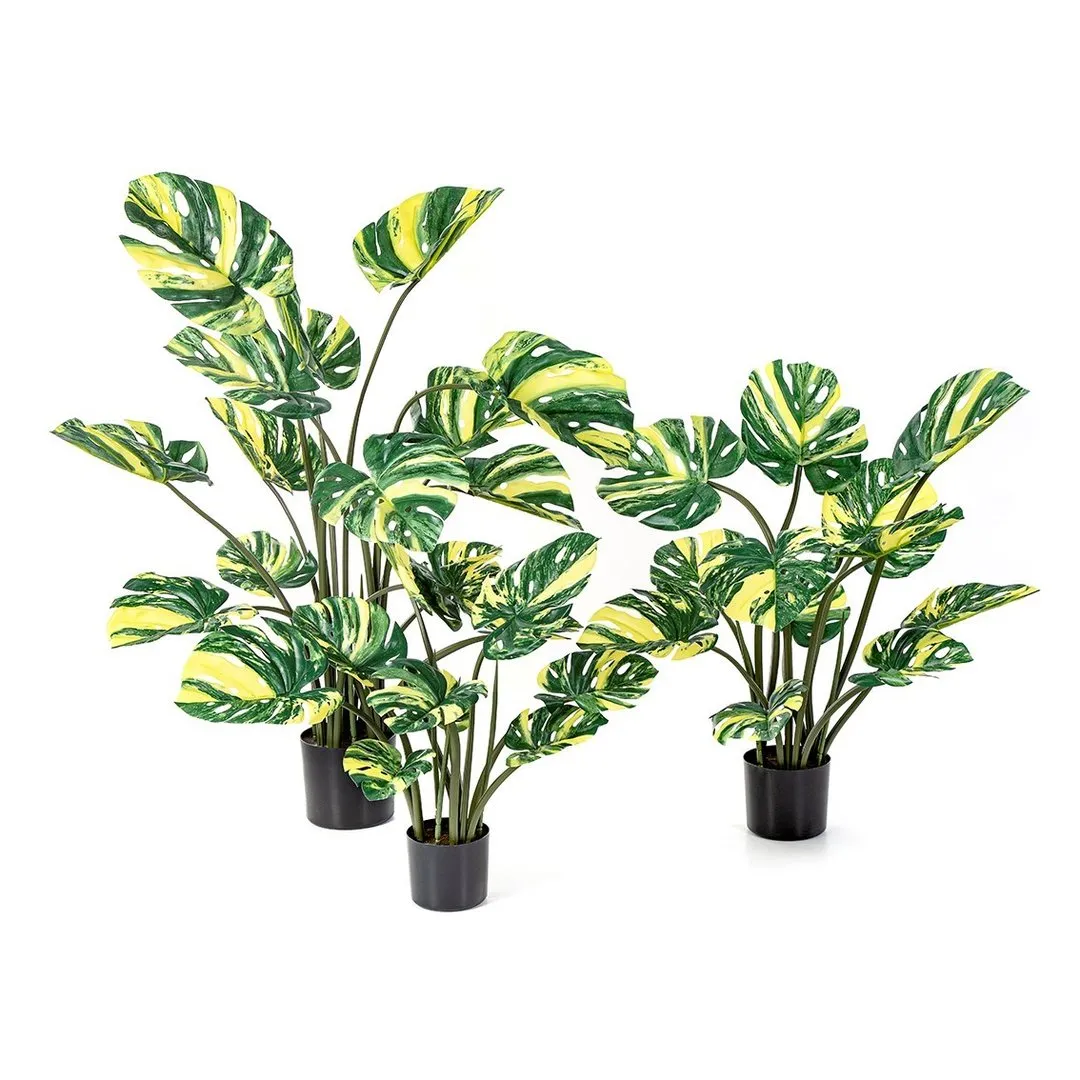 Flora World 4' MONSTERA DELICIOSA YELLOW