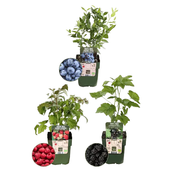 "Fruchtenparty" BIO Obstpflanzen set im mix von 3 verschiedene Sorten