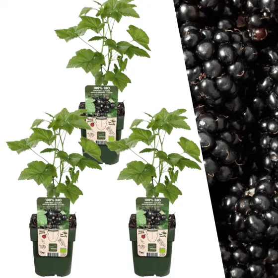 3 x Brombeerenpflanzen BIO - Ø 13 cm - ↨ 20 cm