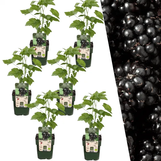 6 x Brombeerenpflanzen BIO - Ø 13 cm - ↨ 20 cm